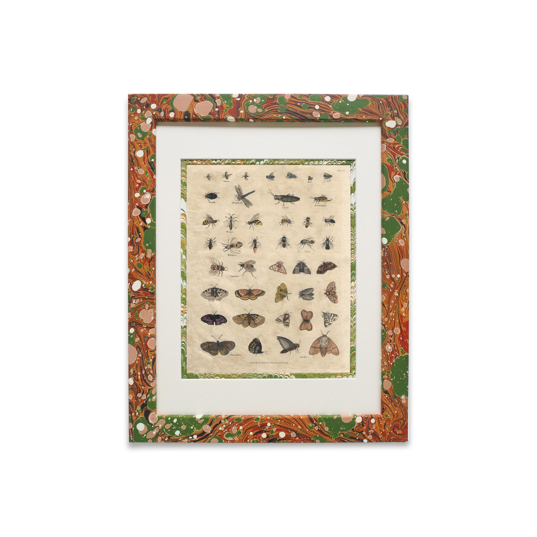 Buffon No.51 Igneus Framed Print