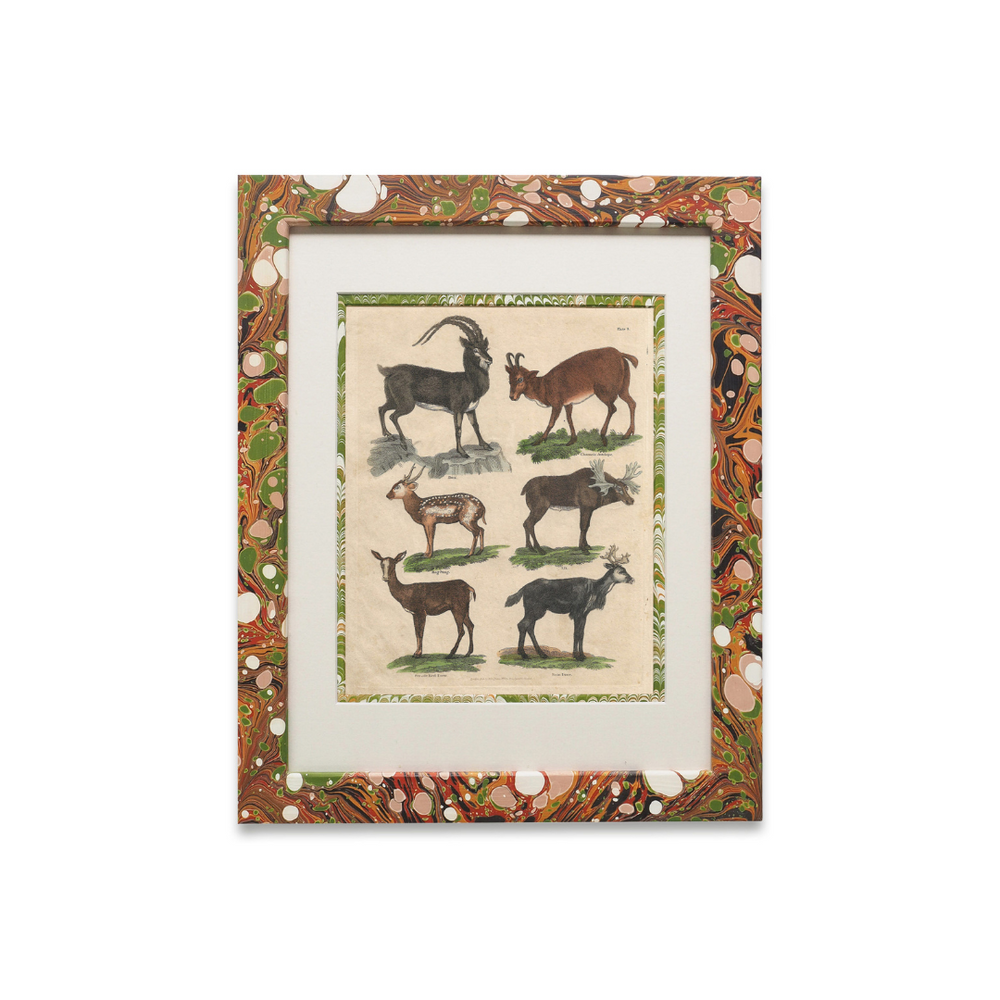 Buffon No.8 Igneus Framed Print