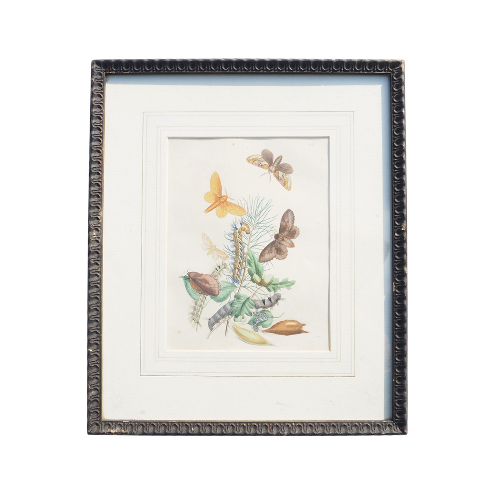 Antique Moths Framed Illustration