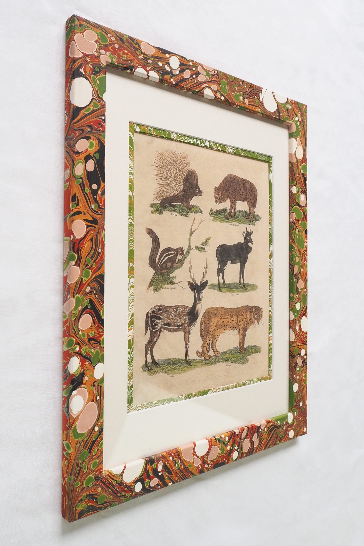 Buffon No.13 Igneus Framed Print