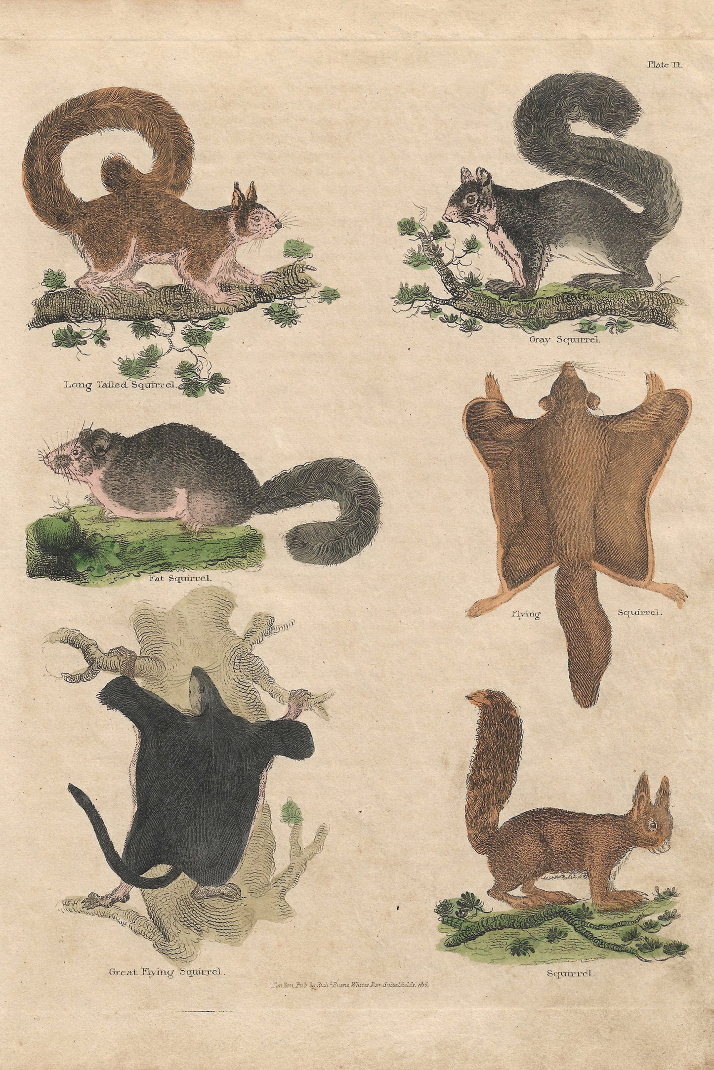 Buffon No.11 Glacier Framed Print