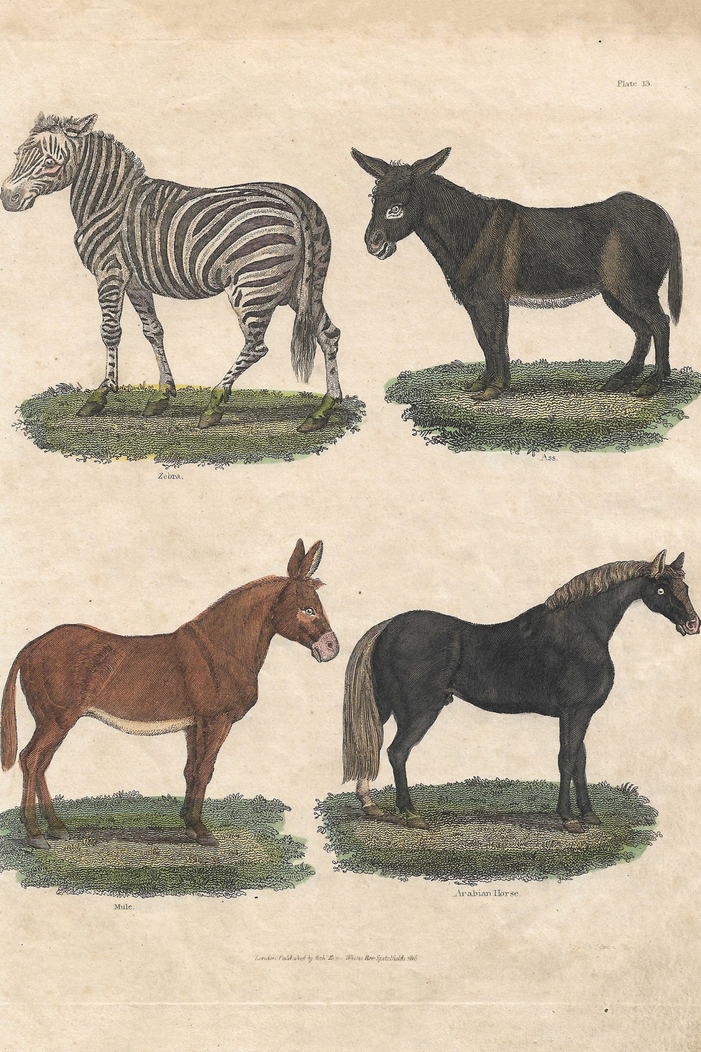 Buffon No.13 Igneus Framed Print