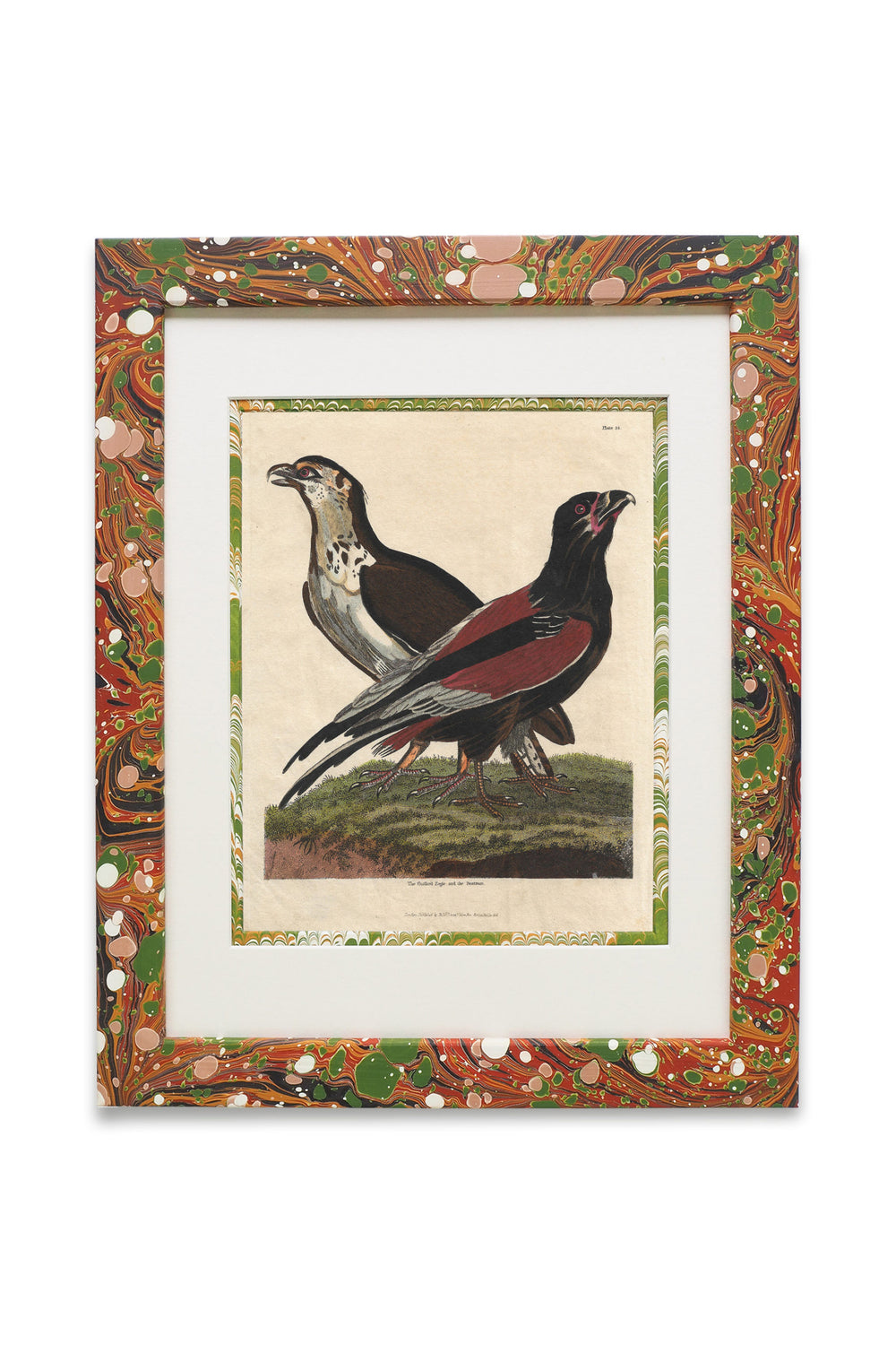 Buffon No.24 Igneus Framed Print