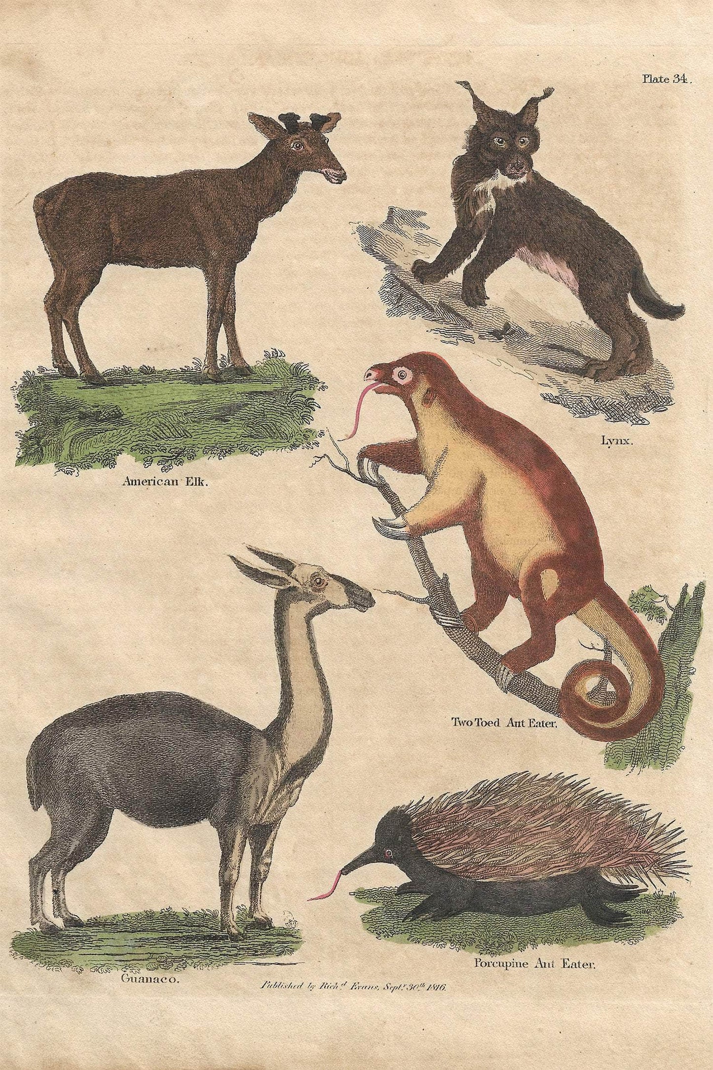 Buffon No.34 Glacier Framed Print