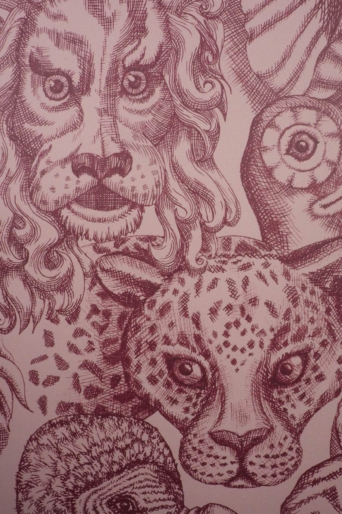 Rara Amaryllis Wallpaper