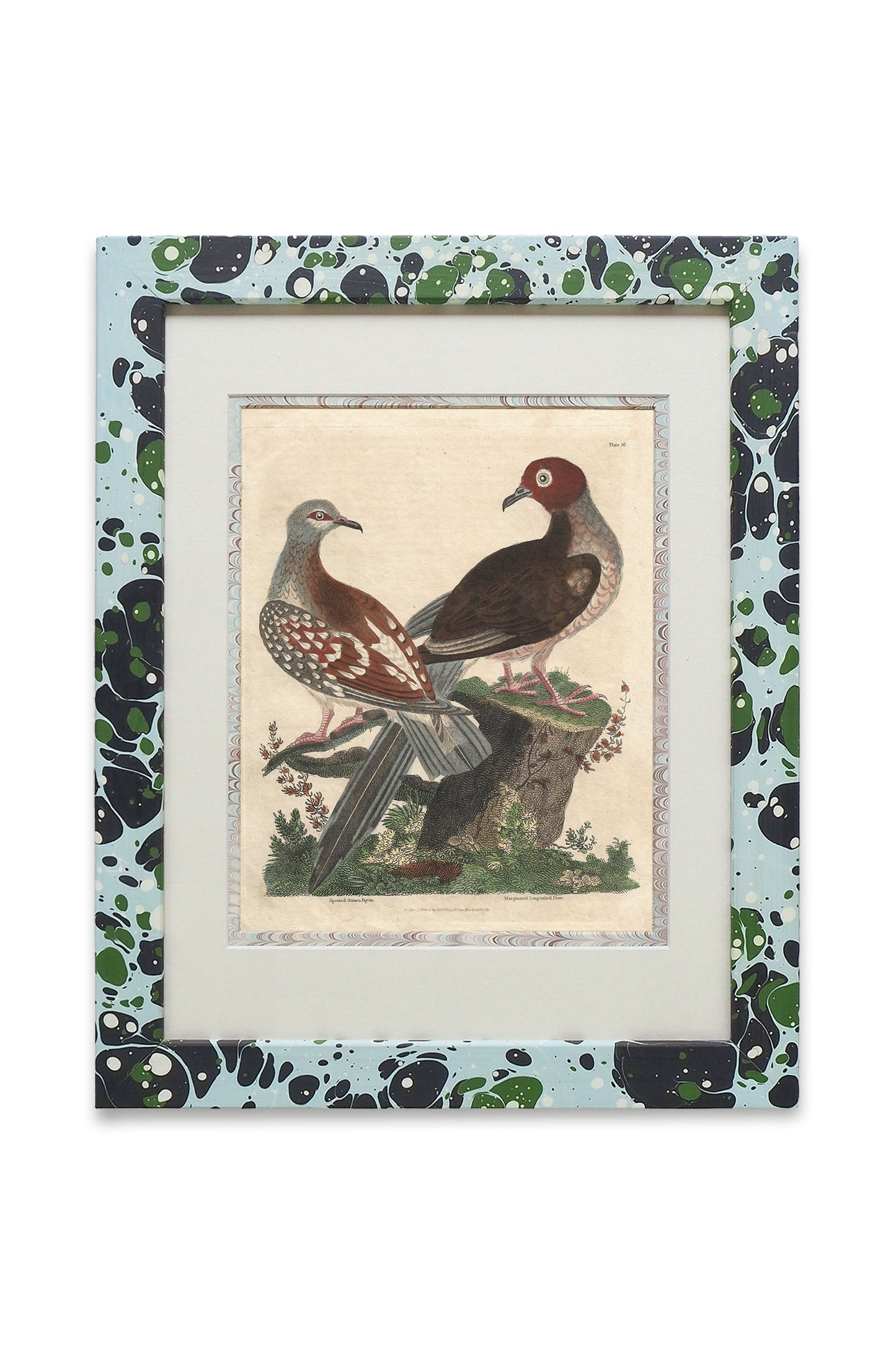 Buffon No.26 Glacier Framed Print