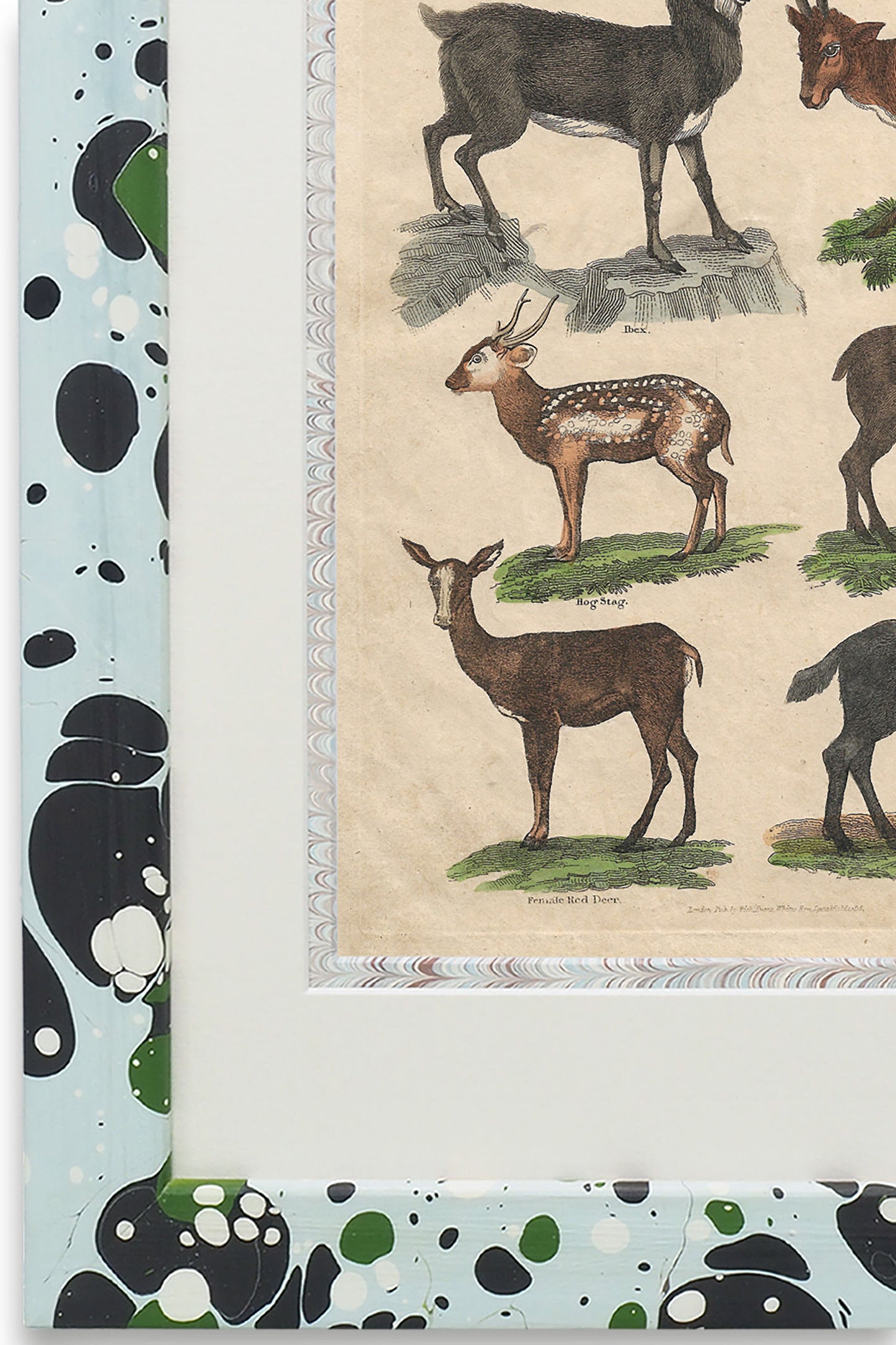 Buffon No.8 Glacier Framed Print