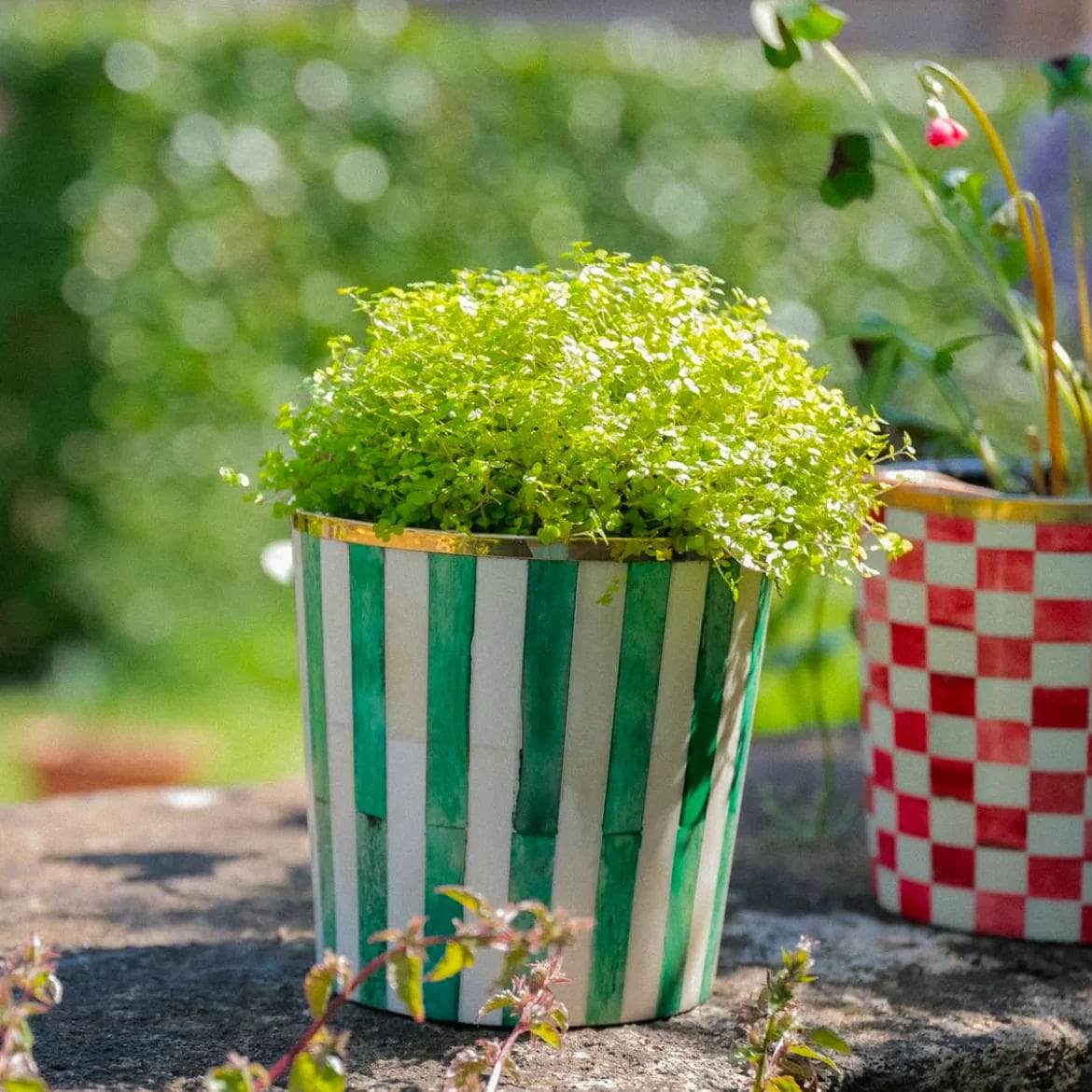 Round Inlay Planter | Medium | Green | Striped