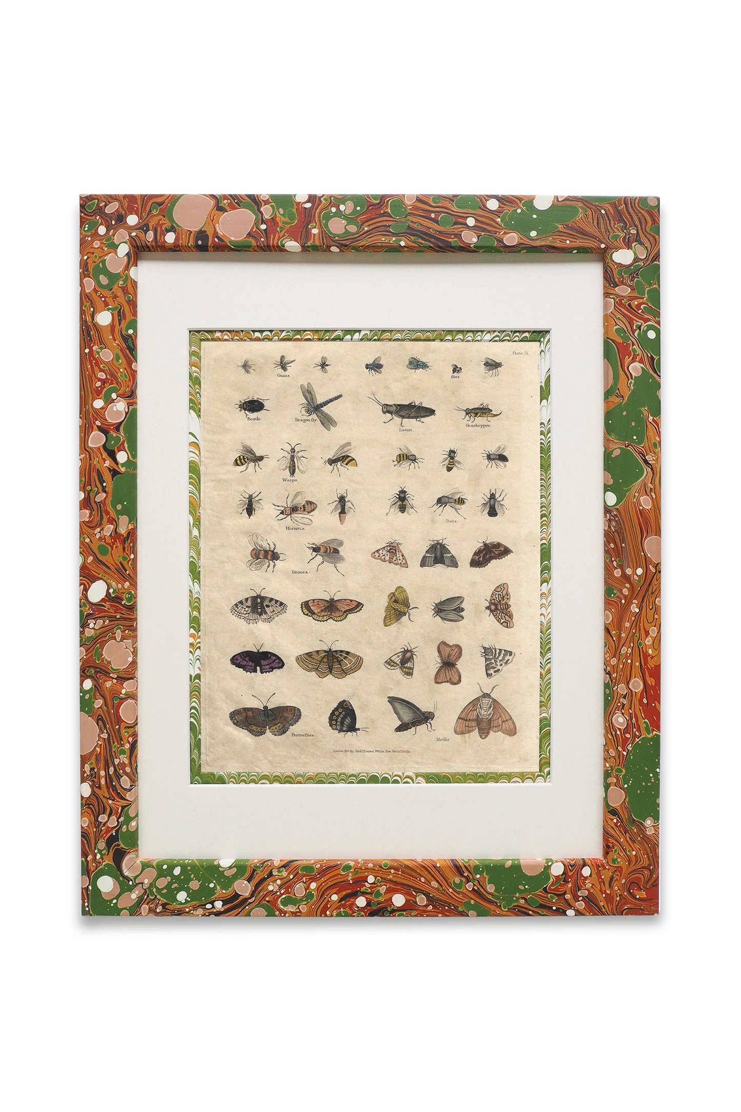 Buffon No.51 Igneus Framed Print