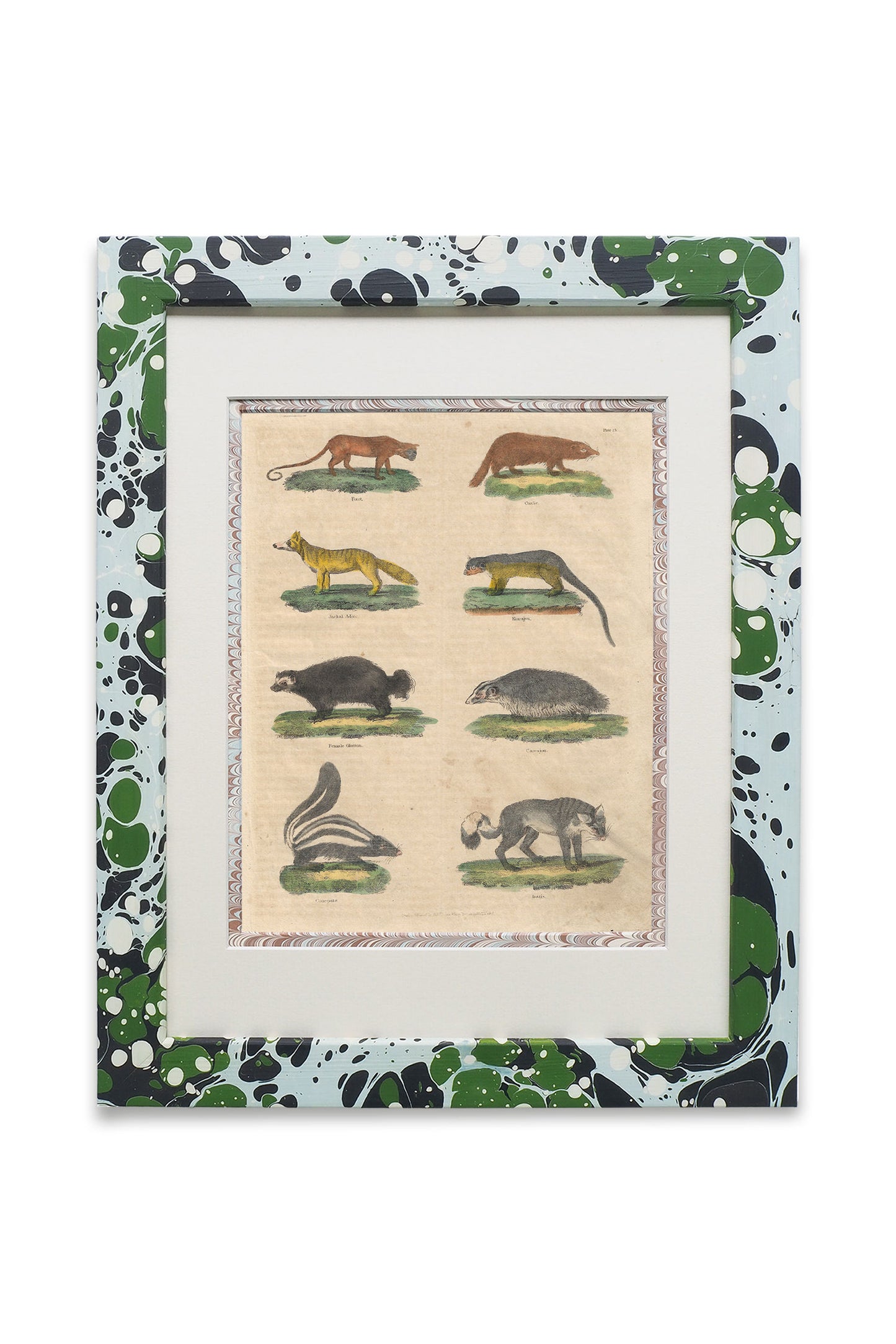 Buffon No.23 Glacier Framed Print