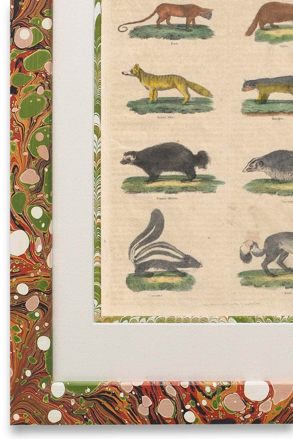 Buffon No.23 Igneus Framed Print