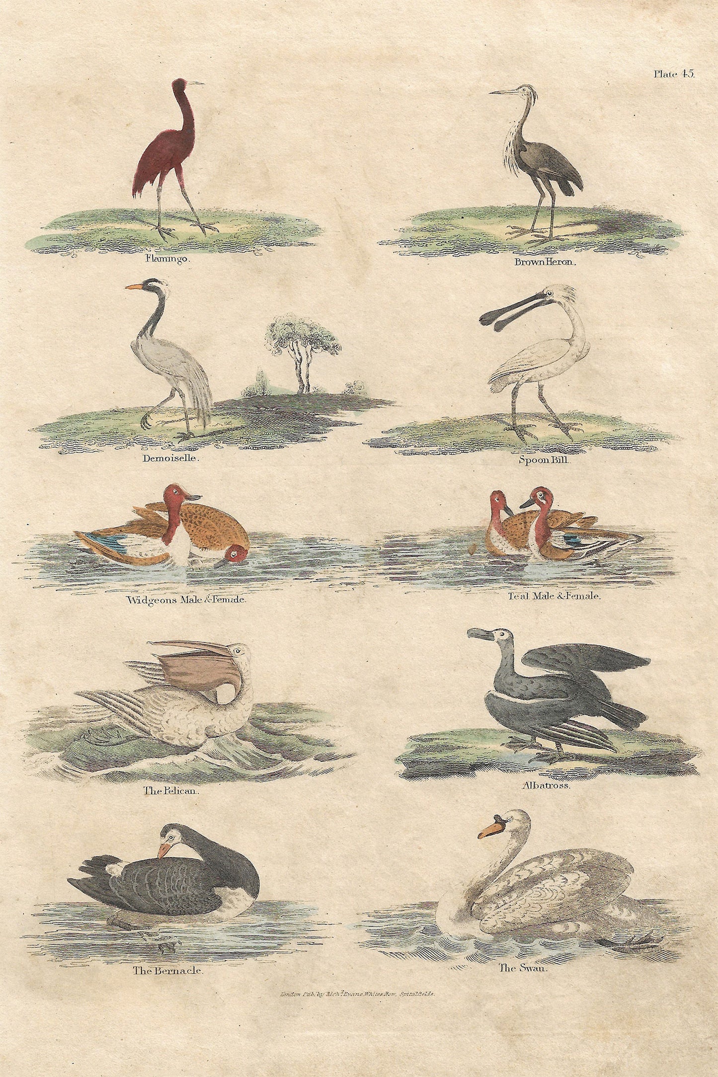 Buffon No.45 Igneus Artwork