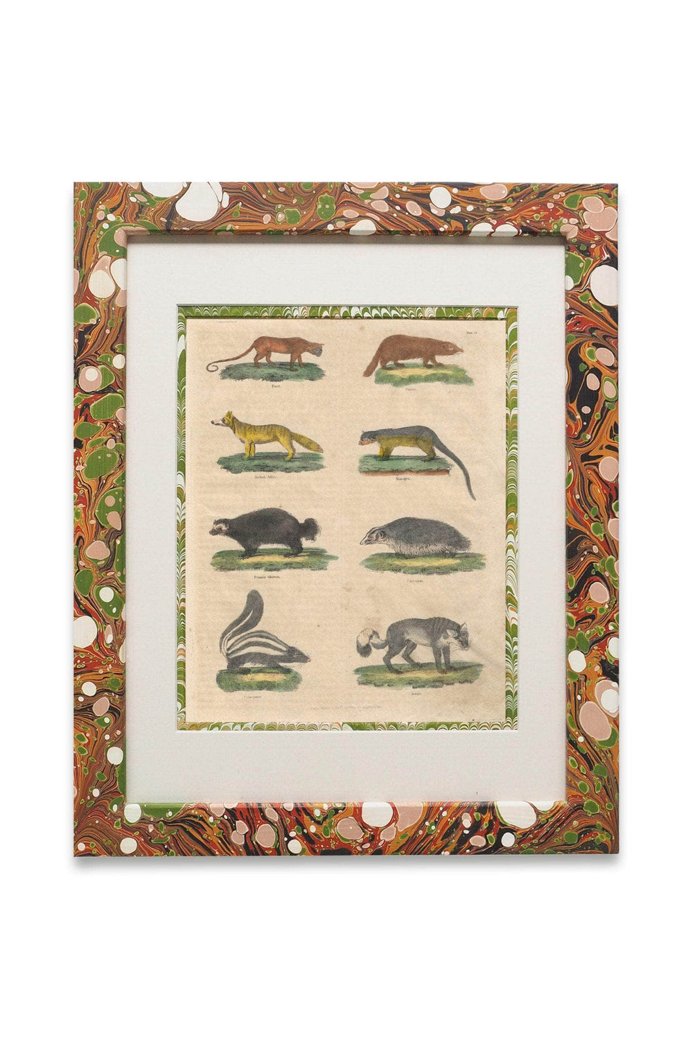 Buffon No.23 Igneus Framed Print