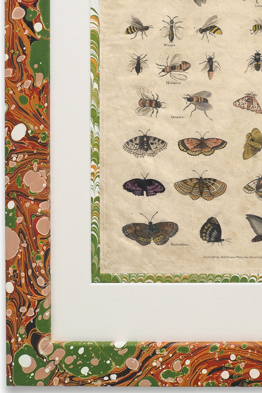 Buffon No.51 Igneus Framed Print