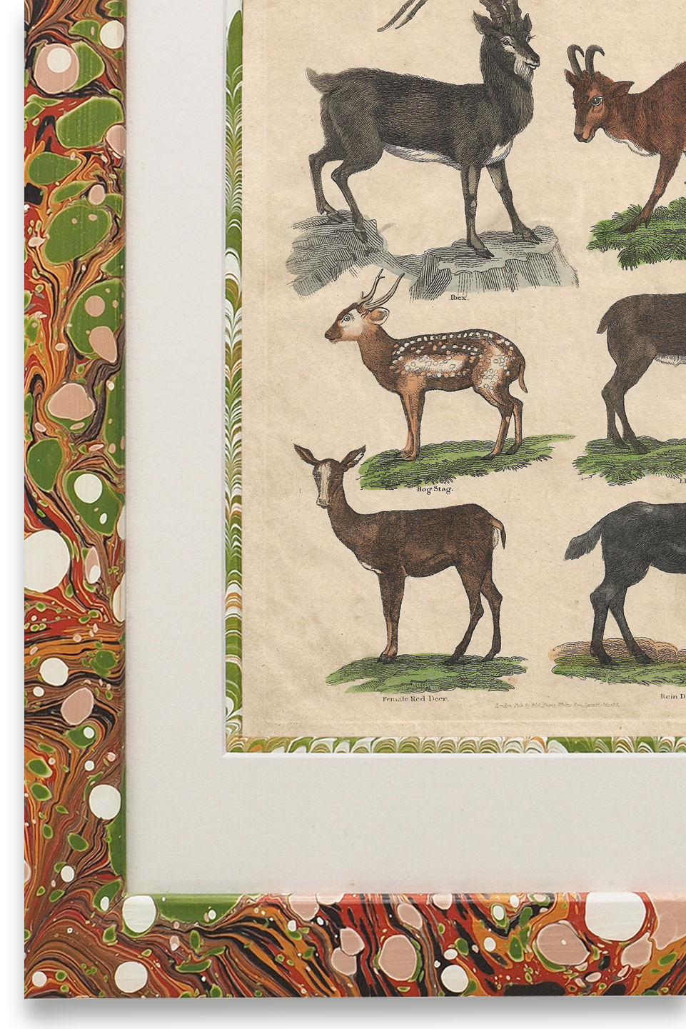 Buffon No.8 Igneus Framed Print