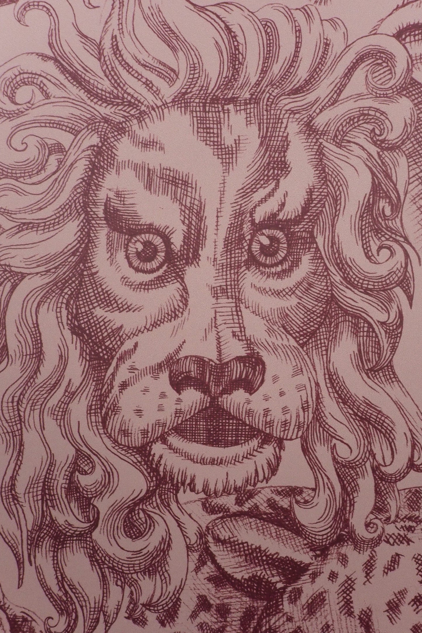 Rara Amaryllis Wallpaper