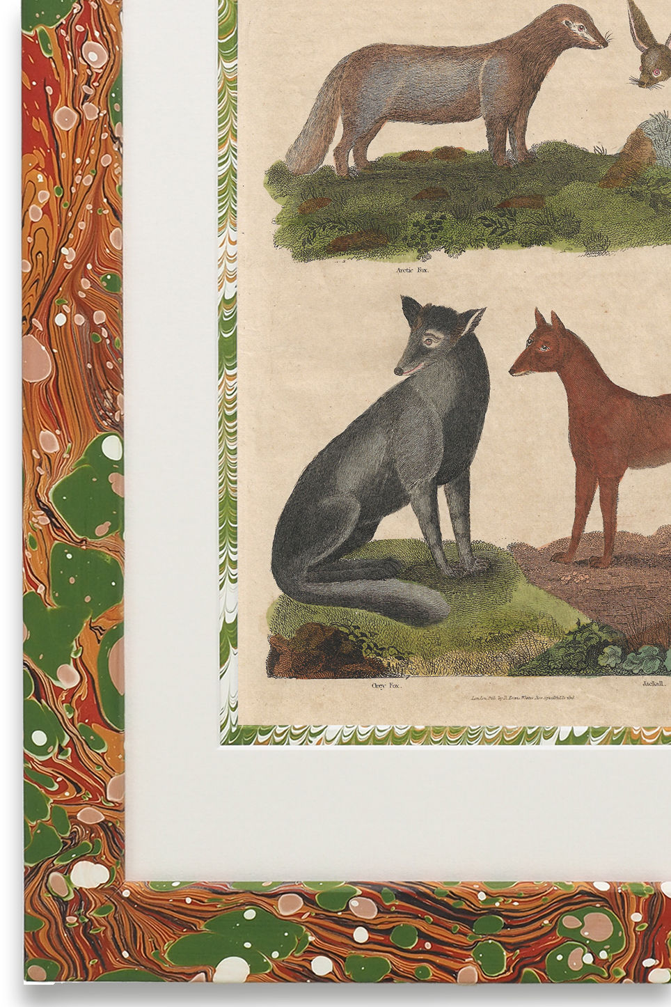 Buffon No.15 Igneus Framed Print