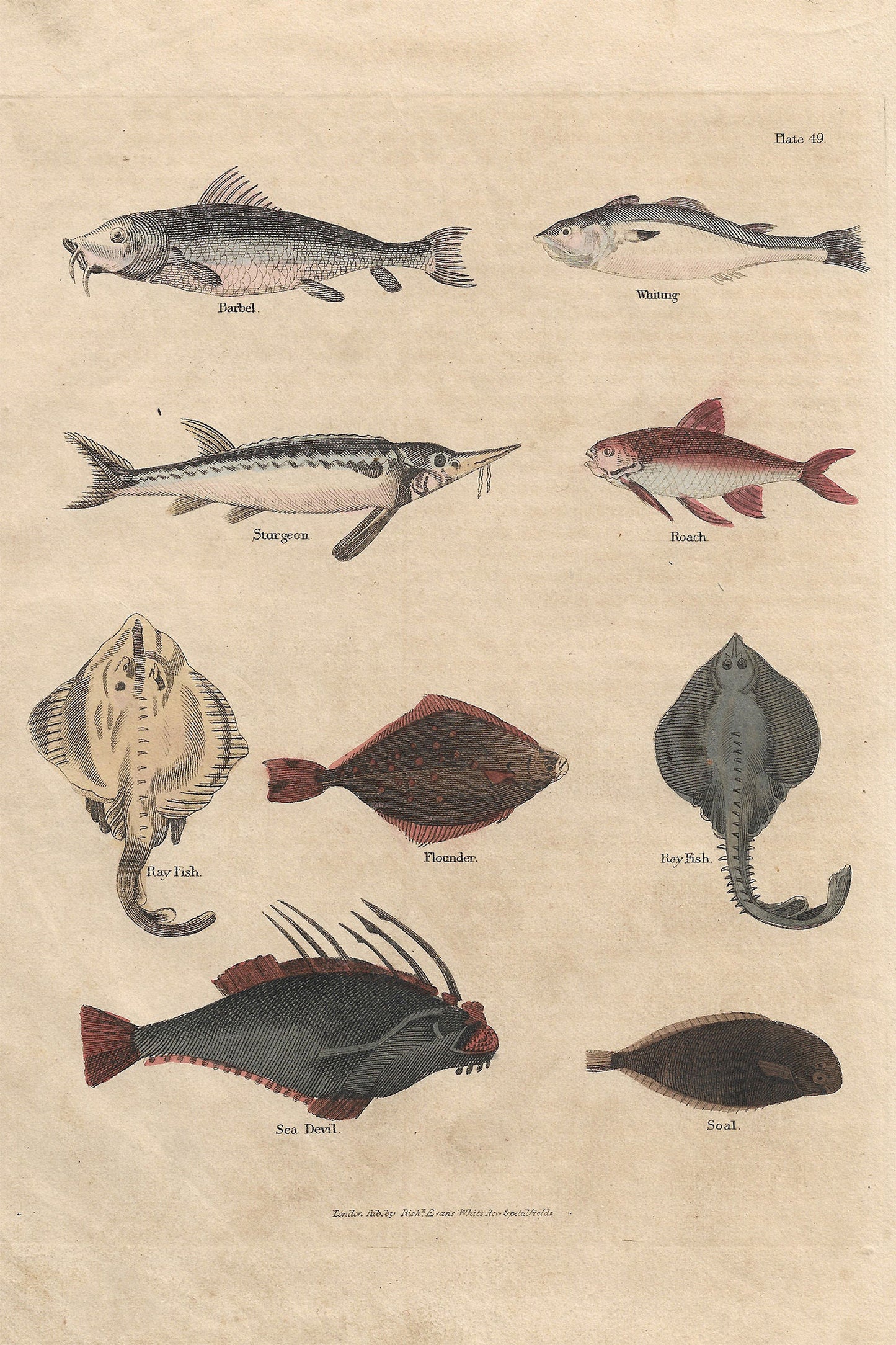 Buffon No.49 Glacier