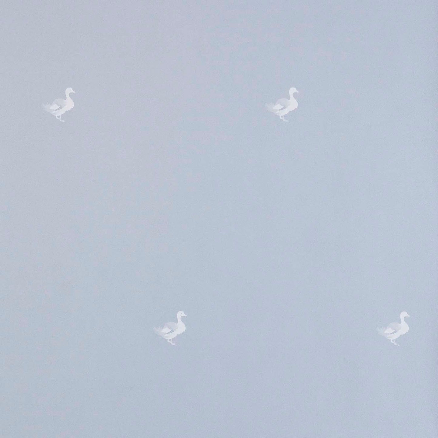 Ducks In A Row Wallpaper – BLUEBIRD