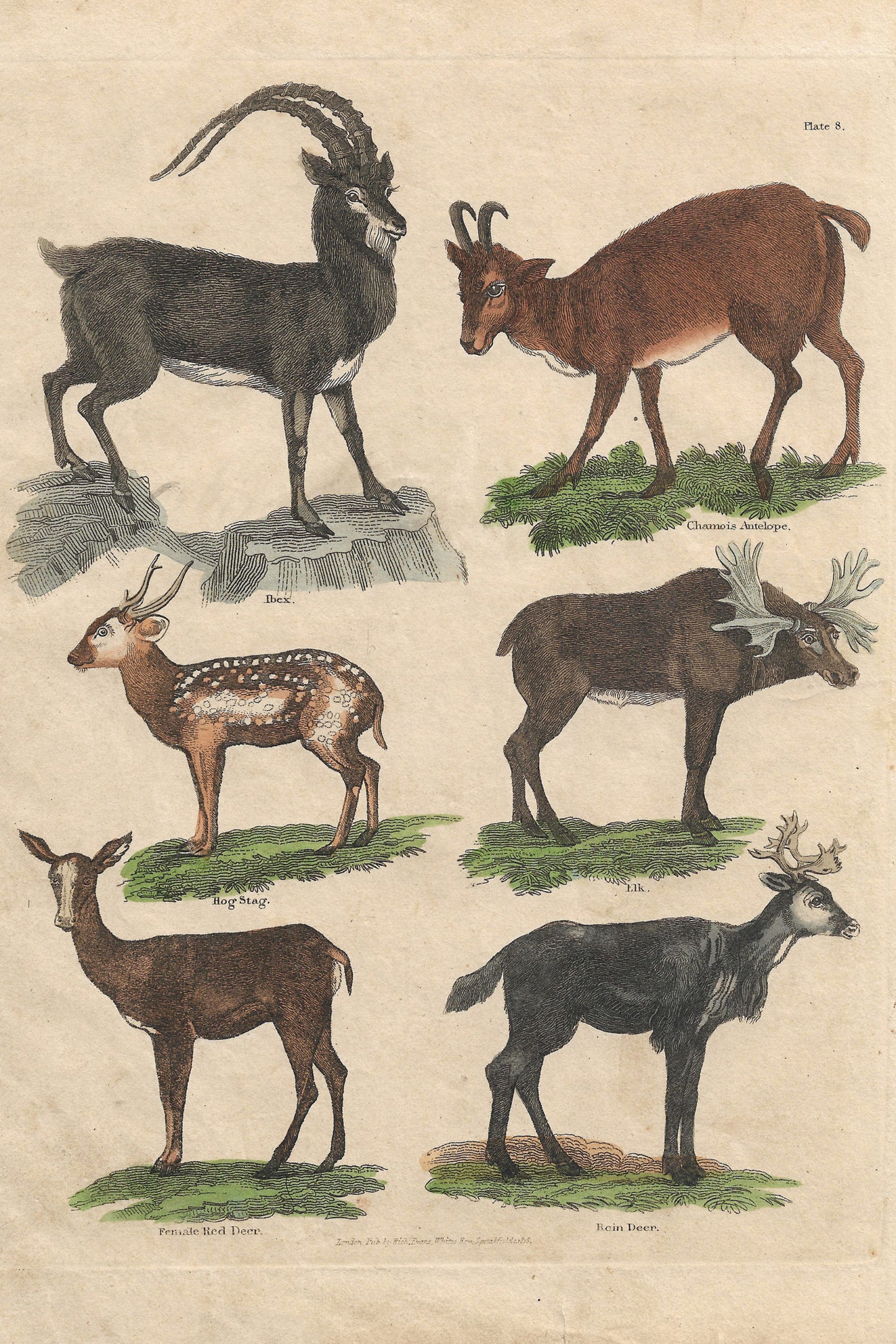 Buffon No.8 Glacier Framed Print