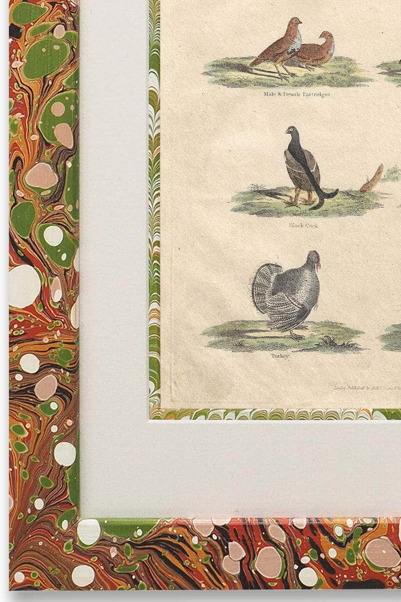 Buffon No.52 Igneus Framed Print