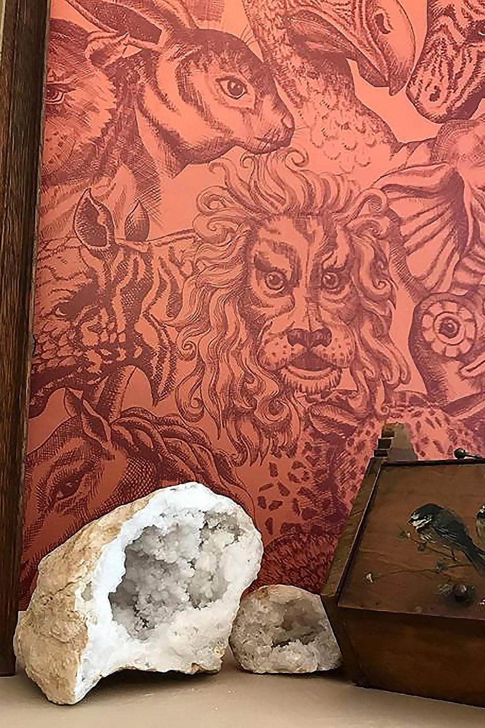 Rara Aleuria Wallpaper