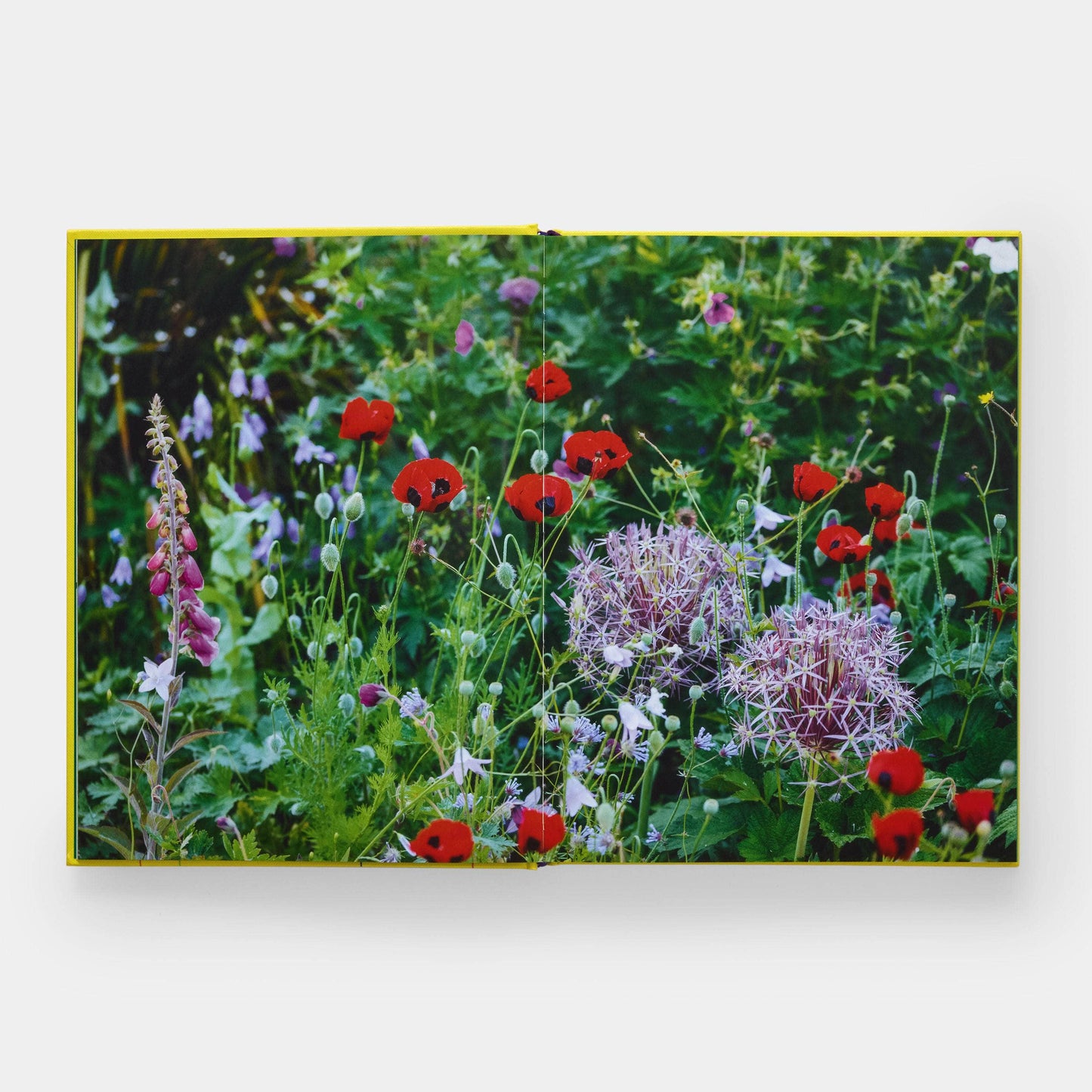 A Year in Bloom: Flowering Bulbs for Every Season