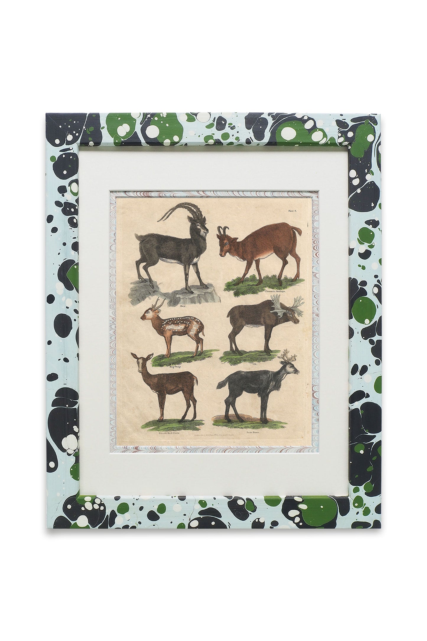 Buffon No.8 Glacier Framed Print