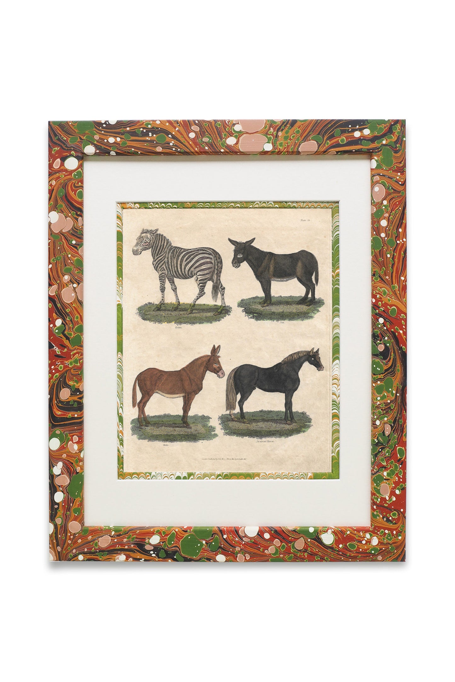 Buffon No.13 Igneus Framed Print