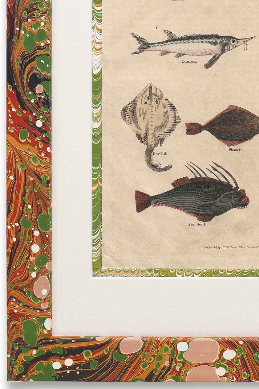 Buffon No.49 Igneus Framed Print