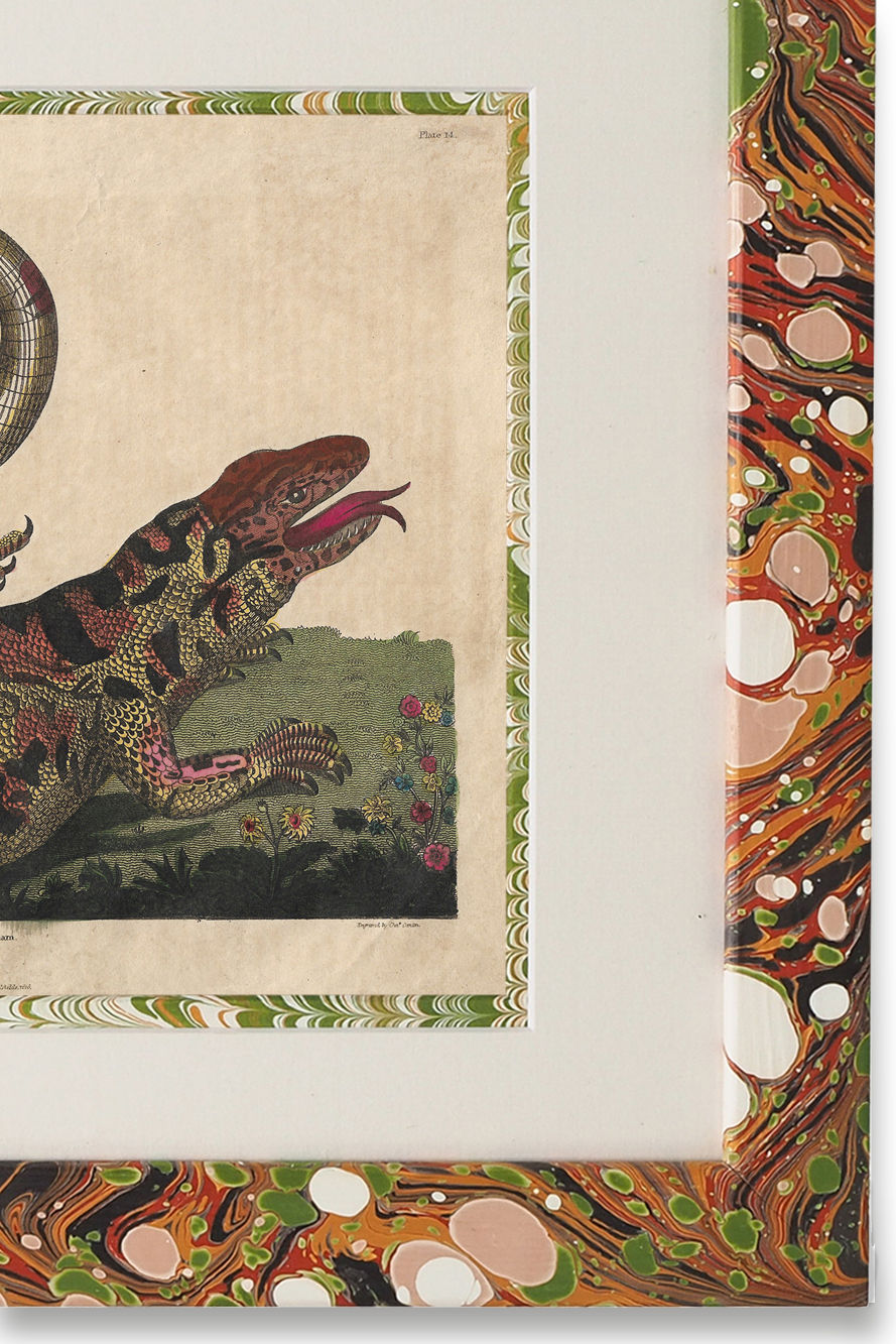 Buffon No.14 Igneus Framed Print