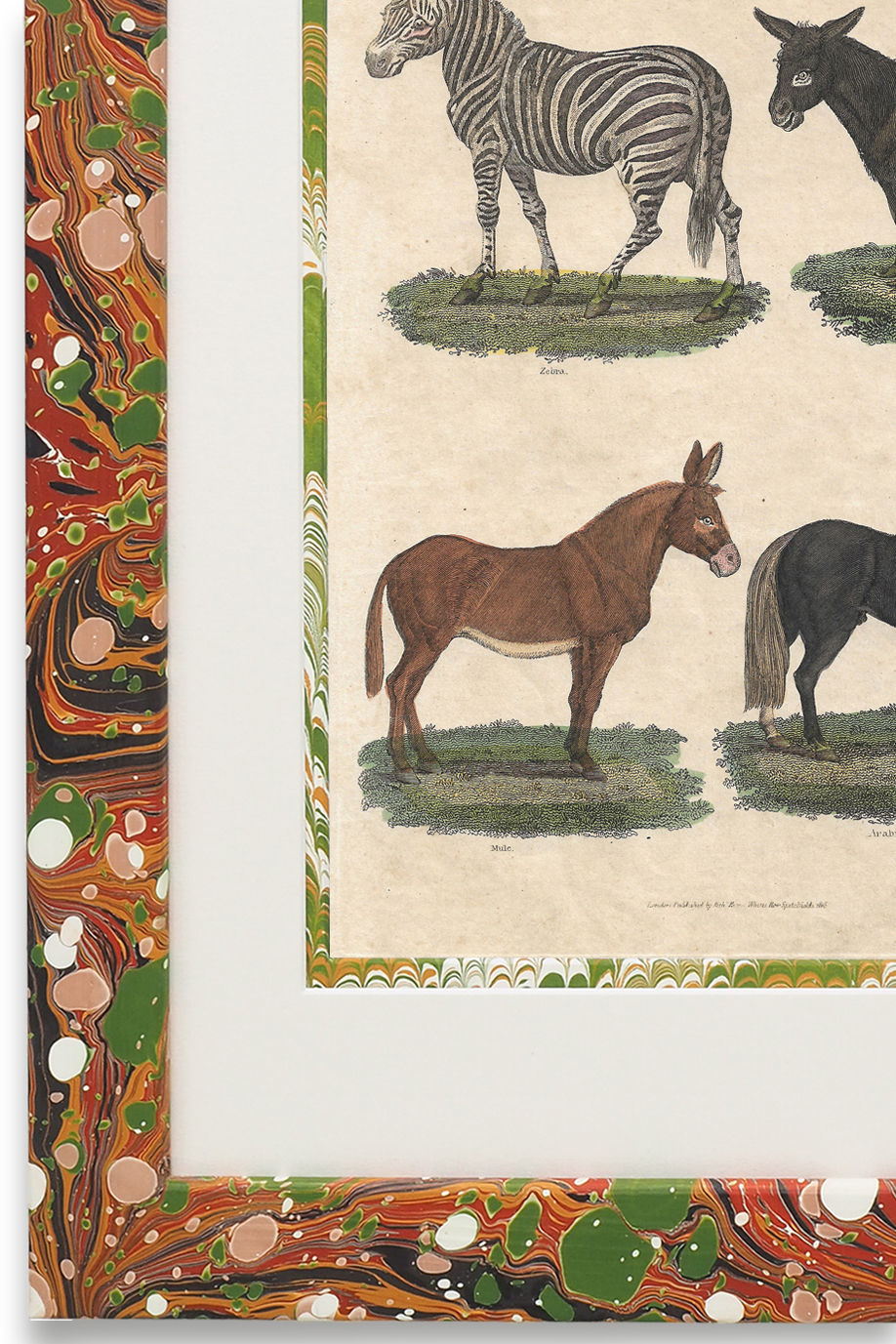 Buffon No.13 Igneus Framed Print