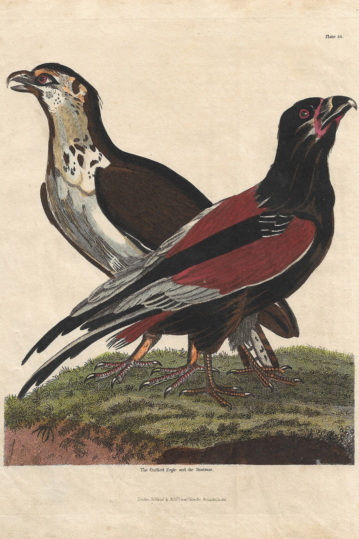 Buffon No.24 Igneus Framed Print