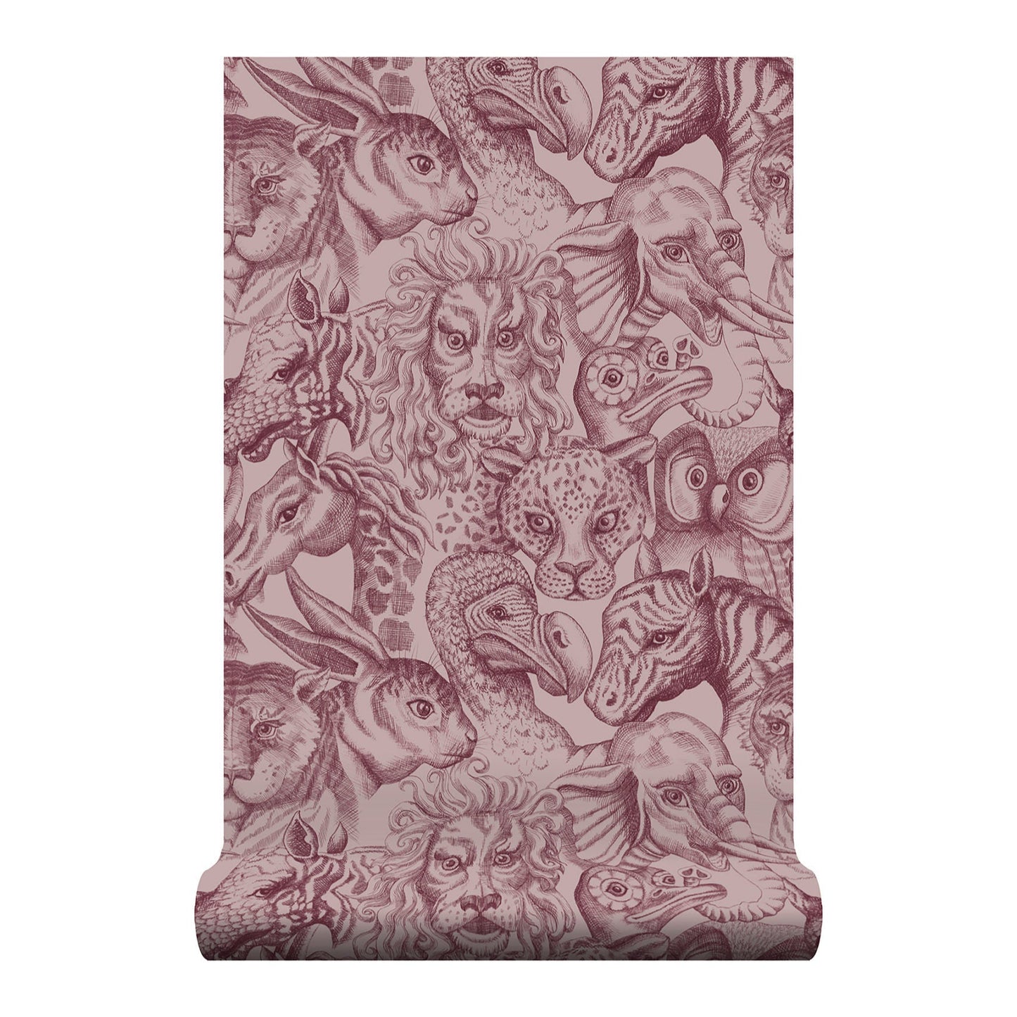 Rara Amaryllis Wallpaper