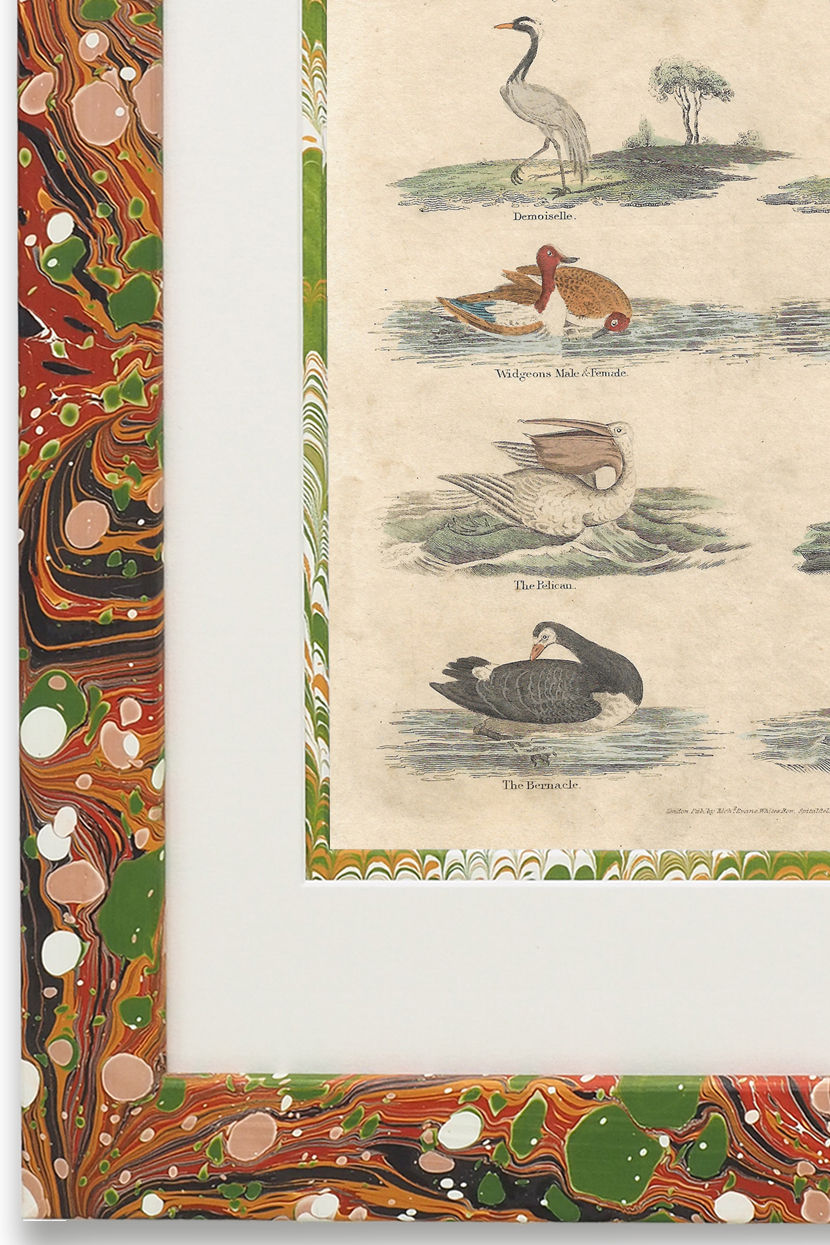 Buffon No.45 Igneus Artwork