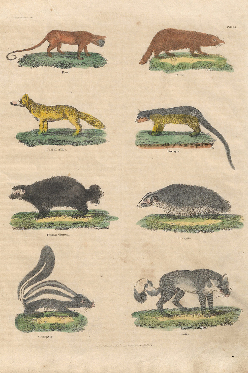 Buffon No.23 Glacier Framed Print