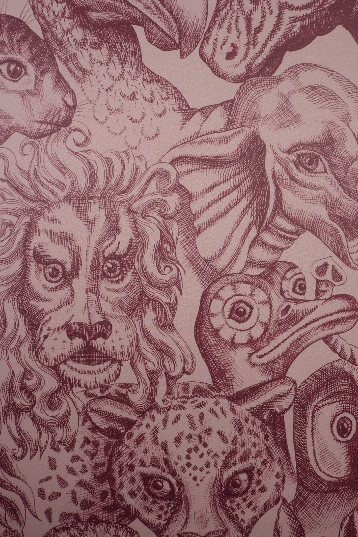 Rara Amaryllis Wallpaper