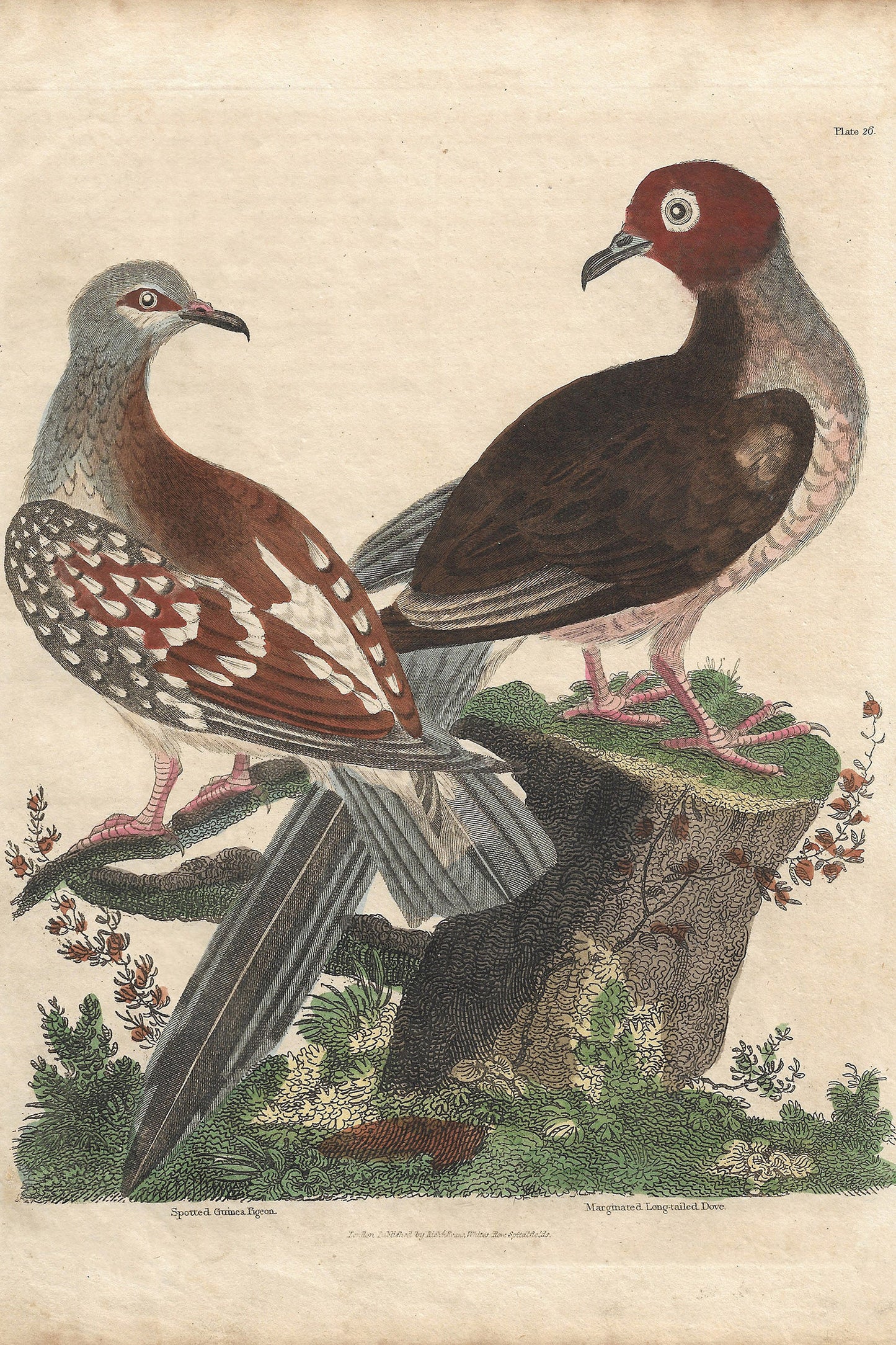 Buffon No.26 Glacier Framed Print