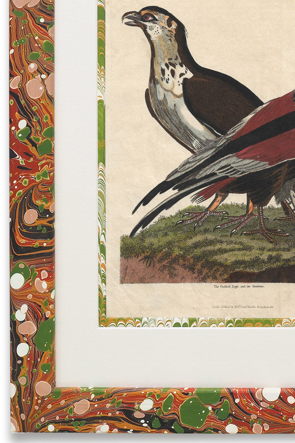 Buffon No.24 Igneus Framed Print