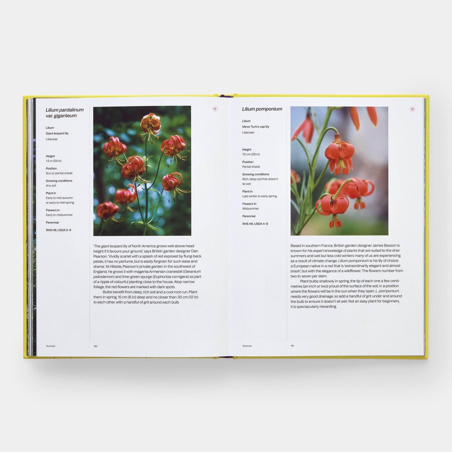 A Year in Bloom: Flowering Bulbs for Every Season