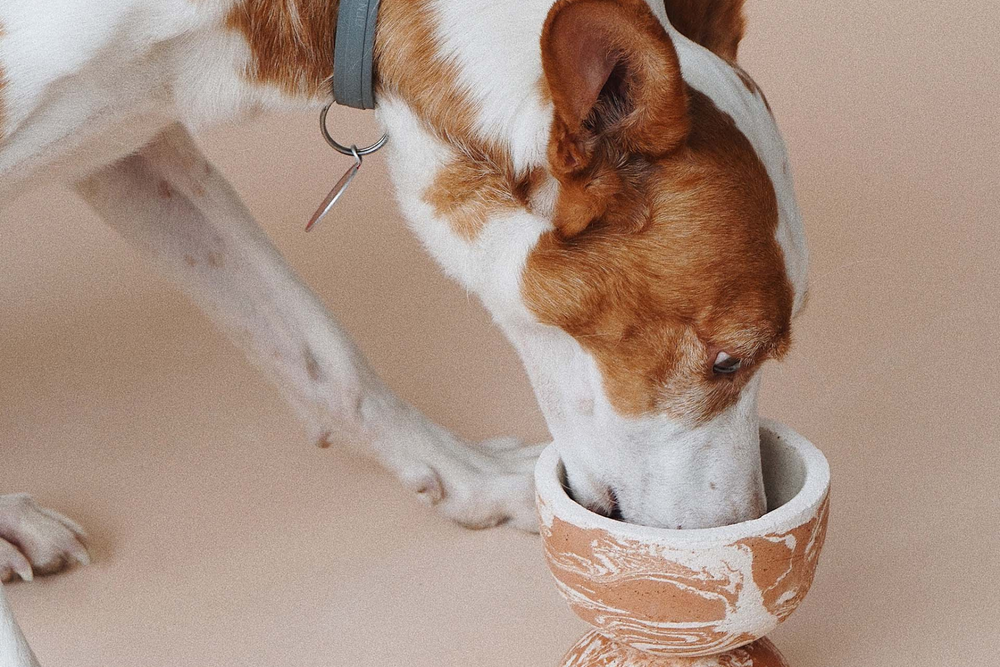 Tina Vaia Main Image