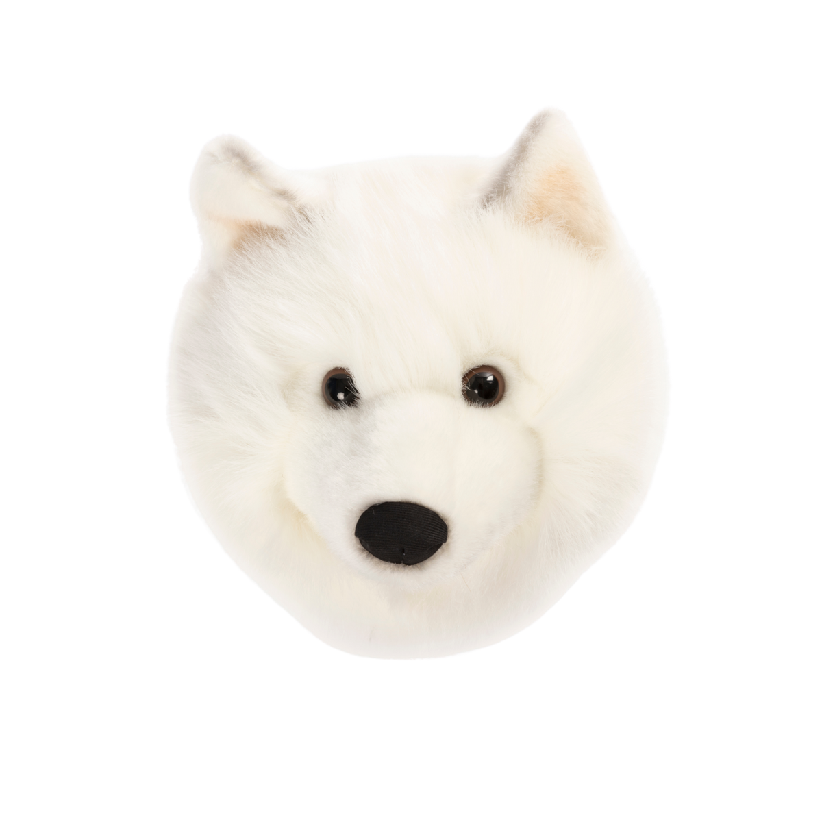 Lucy the white wolf