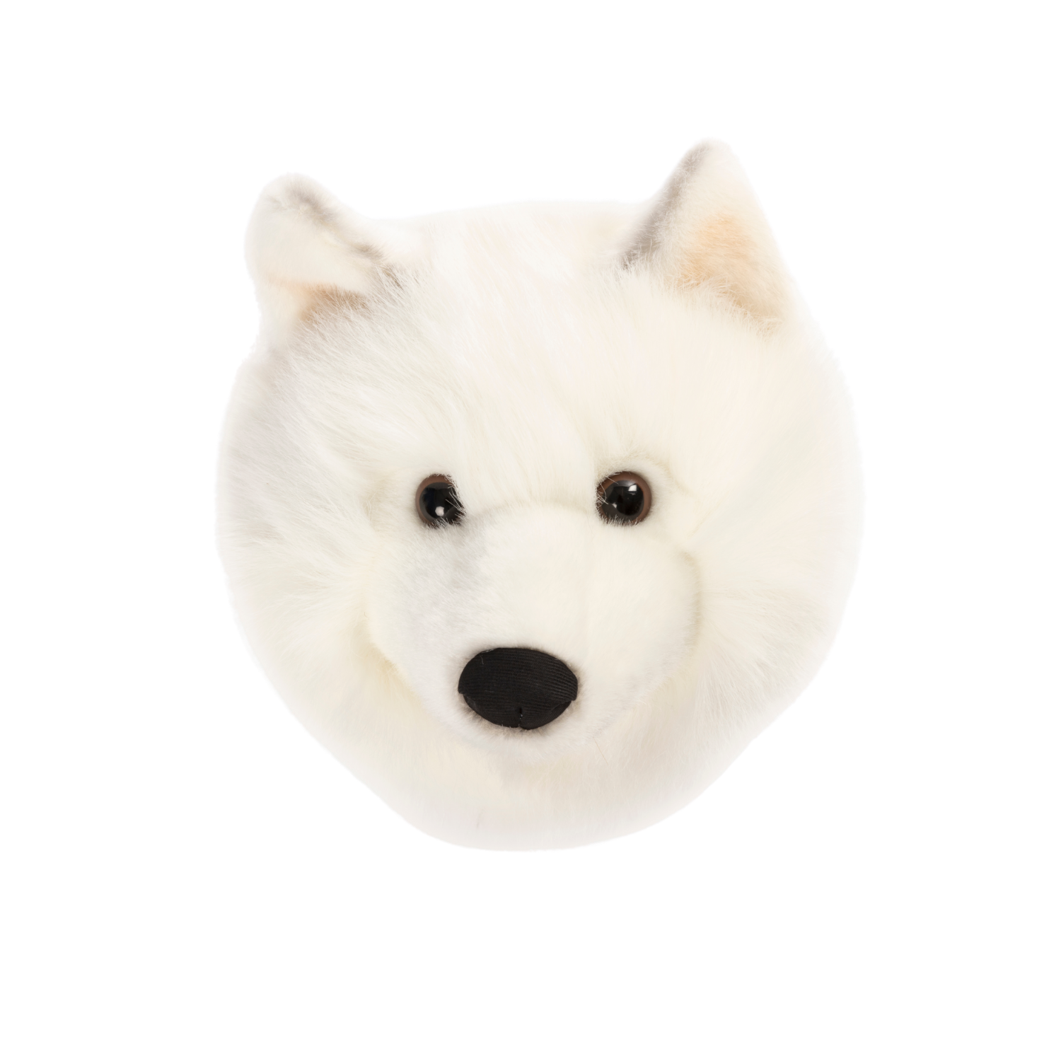 Lucy the white wolf