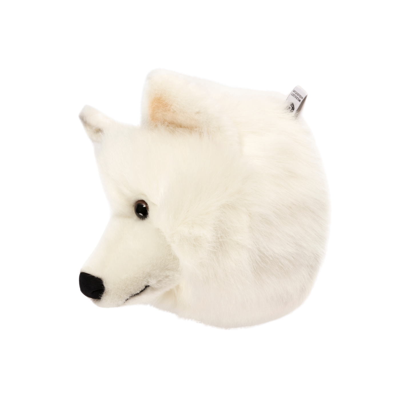 Lucy the white wolf