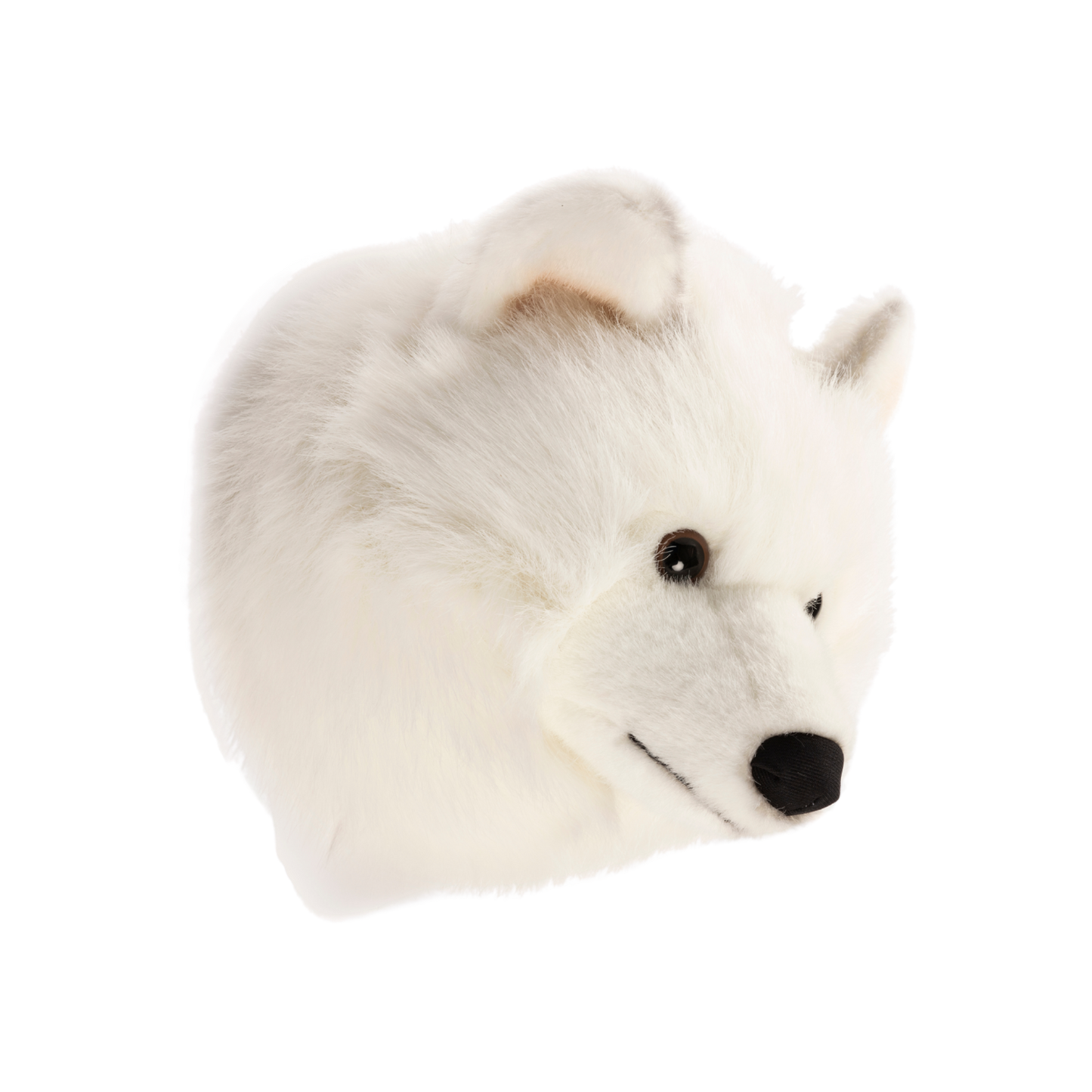Lucy the white wolf
