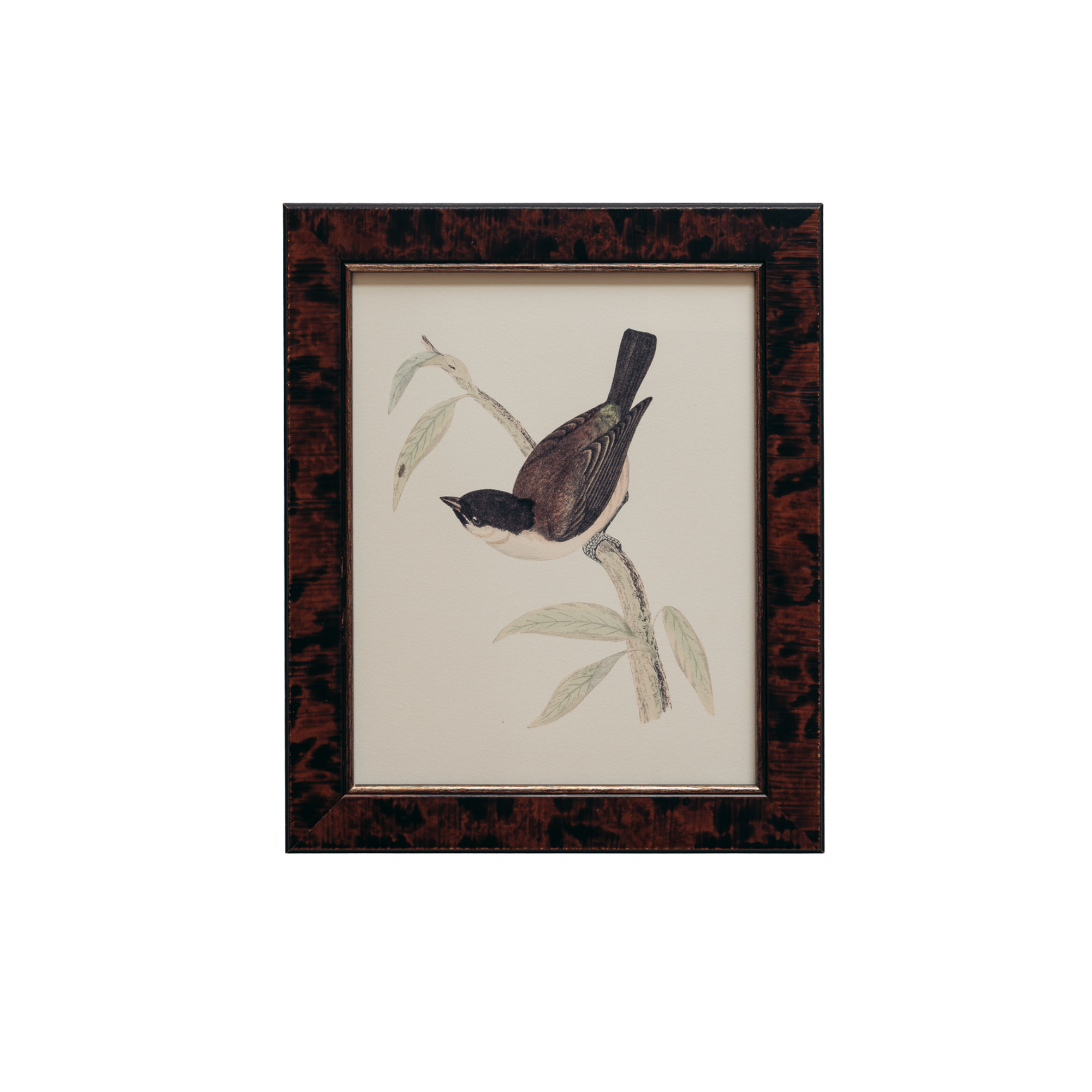 The British Birds Print