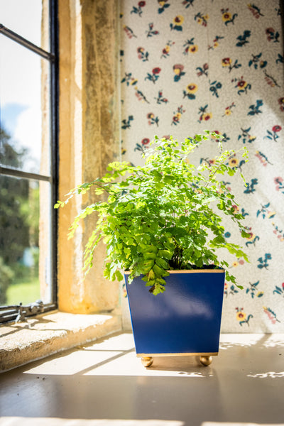 Potted houseplant on a windowsill in a dark blue cube pot with floral wallpaper in the background.