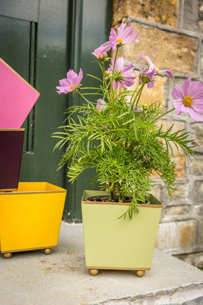 Potted pink cosmo flowering plant in a light green pot on a stone step next to a stack of similar pots in front of a green door and yellow brick wall.