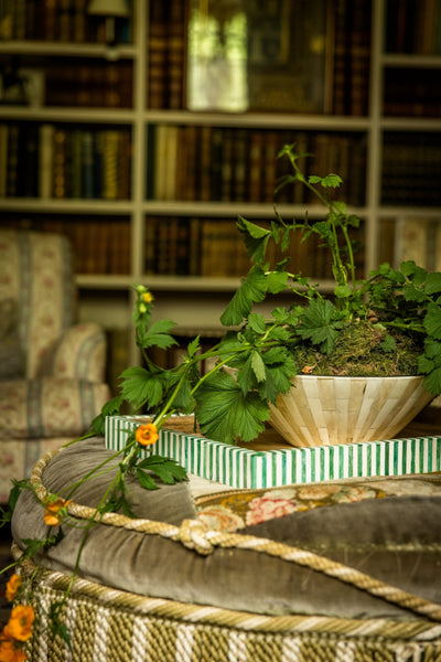 Decorative drawing room setting with trailing plant in a statement planter on a tray resting on an ottoman, in front of a armchair and a bookshelf.