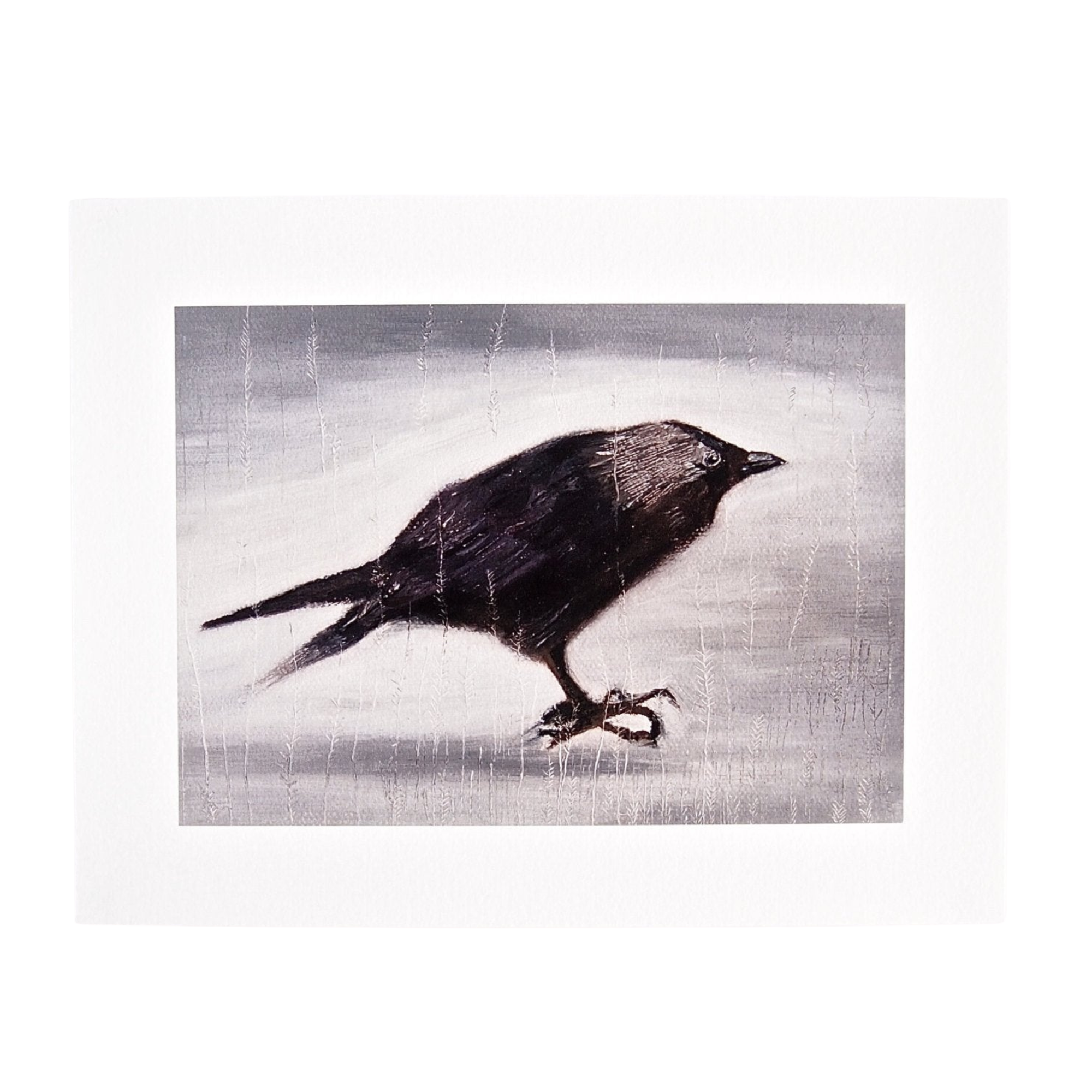 Jackdaw Bird Giclee Print